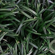 Ophiopogon japonicus 'Minor' GM P9