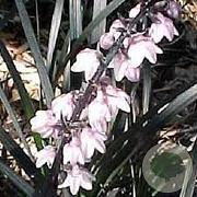 Ophiopogon pl. Nigrescens GM P9
