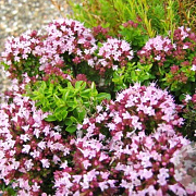 Origanum vulgare 'Compactum' GM P9