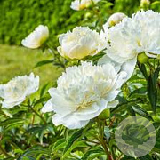 Paeonia officinalis 'Alba Plena' GM  P11