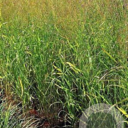 Panicum virgatum 'Strictum Compactum' GM P9