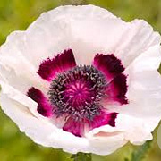 Papaver orientale 'Perry's White' GM P9