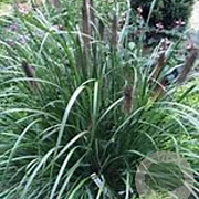 Pennisetum alopecuroides 'Black Alvernee' GM P9