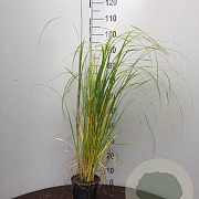 Pennisetum alopecuroides 'Compressum' GM P9