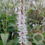 Persicaria amplexicaulis 'Alba' GM P9