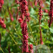 Persicaria amplexicaulis 'JCalor' GM P9