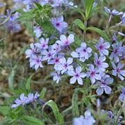 Phlox divaricata 'Chattahoochee' GM P9