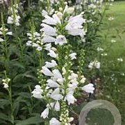 Physostegia virginiana 'Alba' GM P9