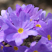 Primula denticulata 'Cashmeriana' GM P9