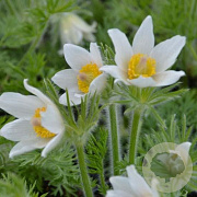Pulsatilla vulgaris 'Alba' GM P9