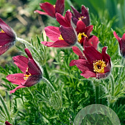 Pulsatilla vulgaris 'Rade Klokke' GM P9