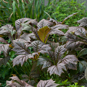 Rodgersia podophylla 'Rotlaub' GM P9