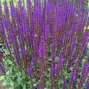 Salvia sylvestris 'Dear Anja' GM P9