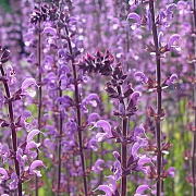 Salvia sylvestris 'Serenade' GM P9