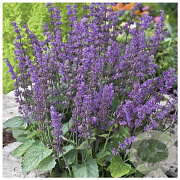 Salvia vertcillata 'Endless Love4' GM P9