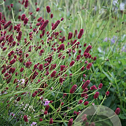 Sanguisorba officinalis 'Red Thunder' GM P9