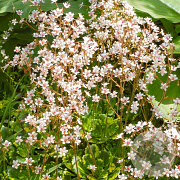 Saxifraga urbium 'Variegata' GM P9