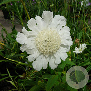 Scabiosa caucasica 'Alba' GM P9