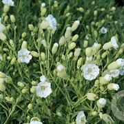 Silene uniflora 'Weisskehlen' GM P9