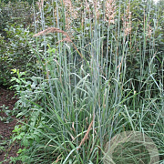 Sorghastrum nutans 'Sioux Blue' GM P9