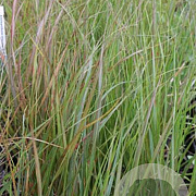 Stipa arundinacea GM P9