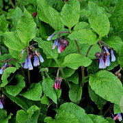 Symphytum grandiflorum 'Hidcote Blue' GM P9