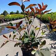 Photinia fraseri 'Red Robin' 50-60 cm 3,0L