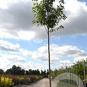 Pyrus calleryana 'Chanticleer' 10-12 HO 35L