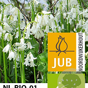 Hyacinthoides hispanica Wit/ White 8-10 cm verpakt per 100