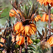 Fritillaria 'imp. Sunset' verpakt per 10