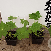 Geranium macrorrhizum GM P9
