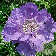 Scabiosa cauc. 'Perfecta' GM P9