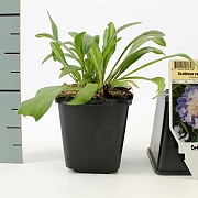 Scabiosa cauc. 'Perfecta' GM P9