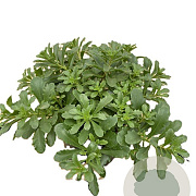 Sedum flor. 'Weihenstephaner Gold' GM P9