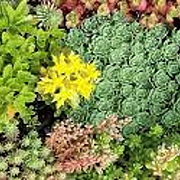 Sedum Gemengd GM P9