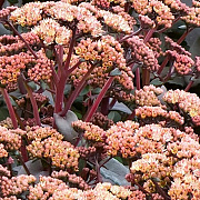 Sedum 'Orange Xenox' GM P9