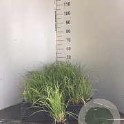 Stipa brachytricha GM P9