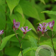 Tricyrtis 'Dark Form' GM P9