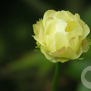 Trollius 'Alabaster' GM P9