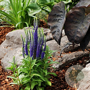 Veronica 'Blue Indigo' GM P9