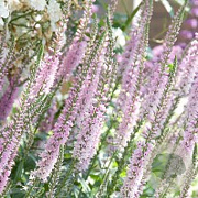 Veronica 'Pink Damask' GM P9
