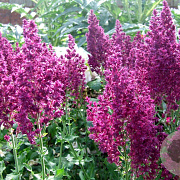 Salvia nem. 'Schwellenburg' GM P9