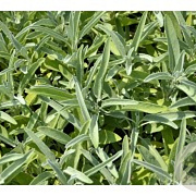 Salvia off. 'Garden Grey' GM P9