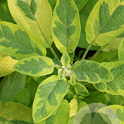 Salvia off. 'Icterina' GM P9
