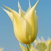 Tulipa Johan Cruyff 11-12 cm verpakt per 100