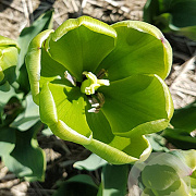 Tulipa Green Power verpakt per 100