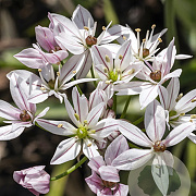 Allium Cameleon verpakt per 100