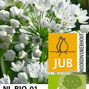 Allium neapolitanum verpakt per 100