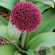 Allium 'Ostara' 12 cm verpakt per 25