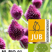 Allium sphaerocephalon 5-6 cm verpakt per 100